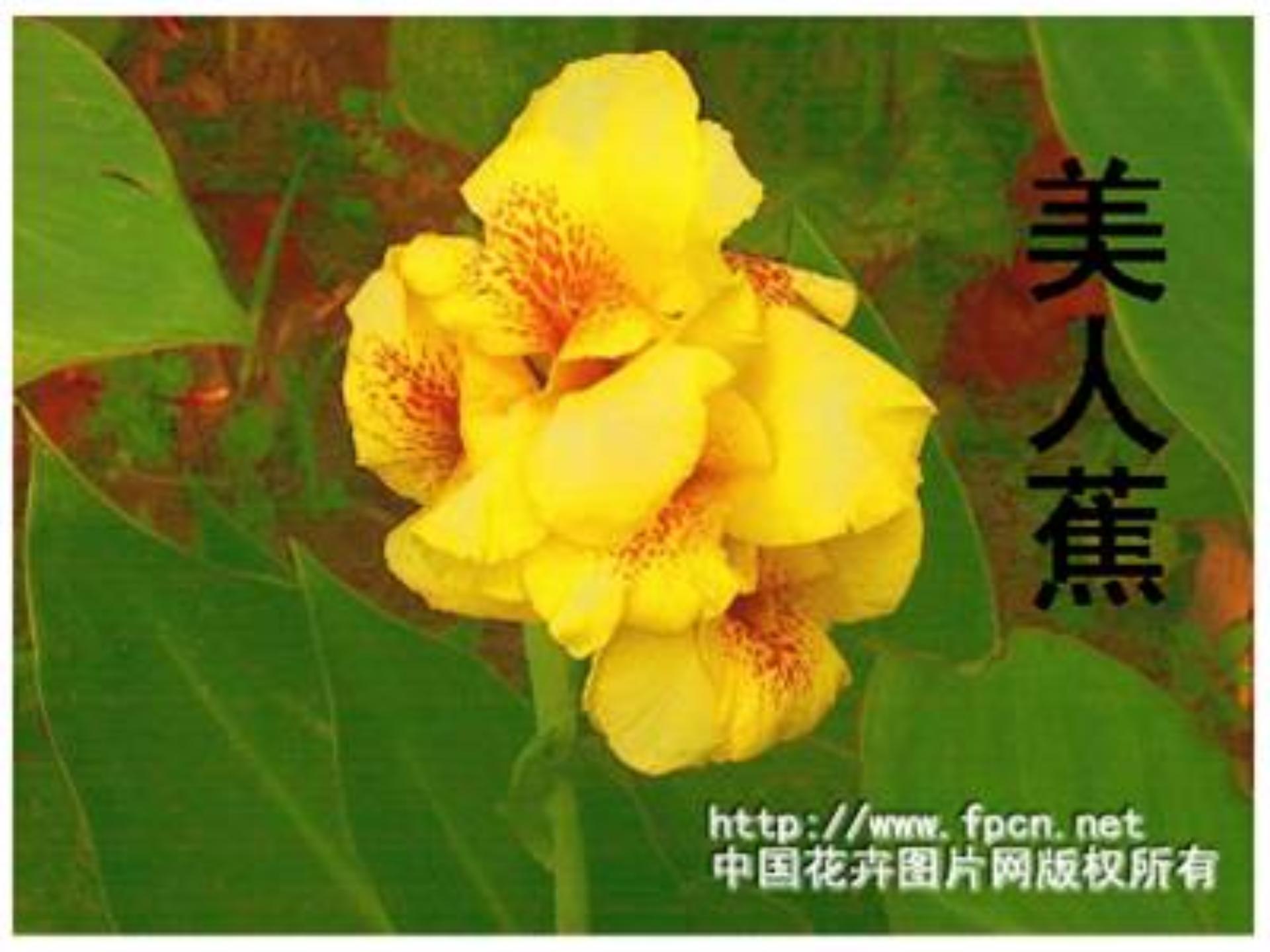 [中学联盟]江苏省常州市正衡中学天宁分校苏教版八年级下册语文课件：15 花儿为什么这样红1 (共22张PPT)