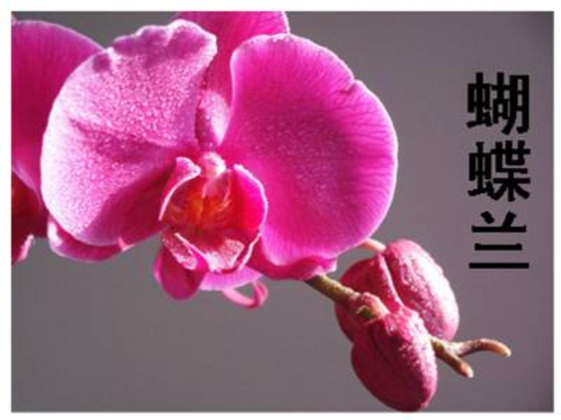 [中学联盟]江苏省常州市正衡中学天宁分校苏教版八年级下册语文课件：15 花儿为什么这样红1 (共22张PPT)