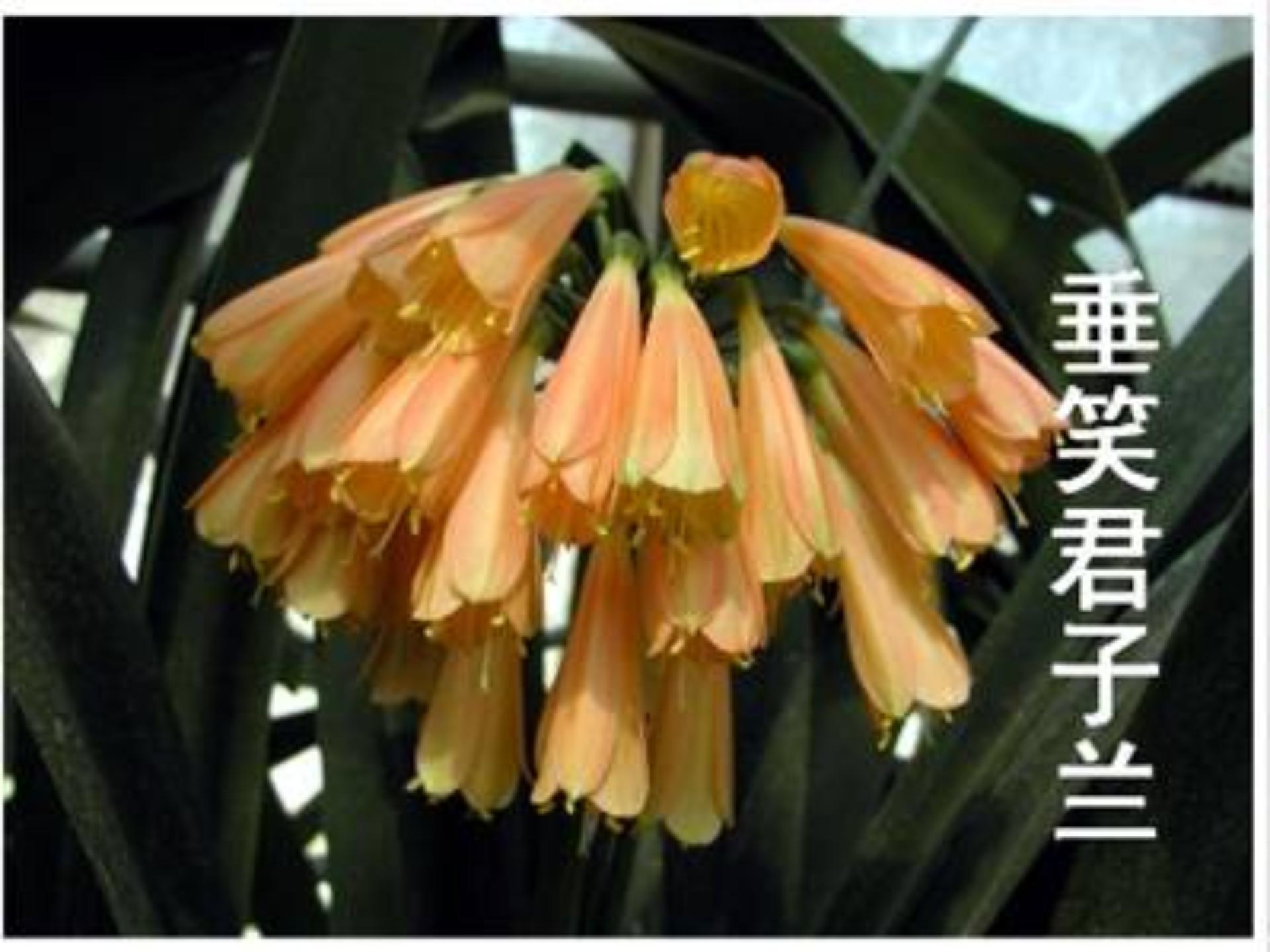 [中学联盟]江苏省常州市正衡中学天宁分校苏教版八年级下册语文课件：15 花儿为什么这样红1 (共22张PPT)