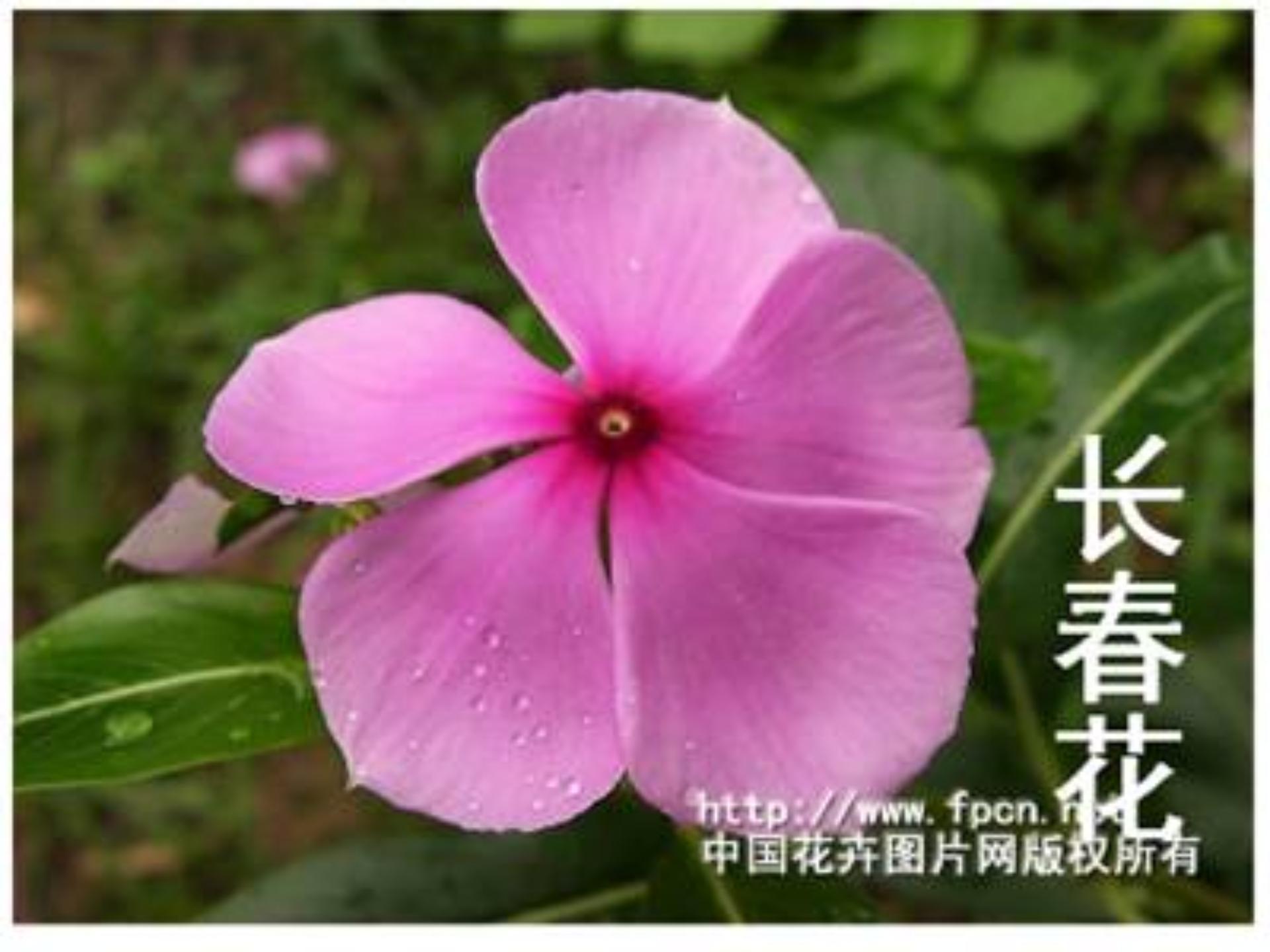 [中学联盟]江苏省常州市正衡中学天宁分校苏教版八年级下册语文课件：15 花儿为什么这样红1 (共22张PPT)