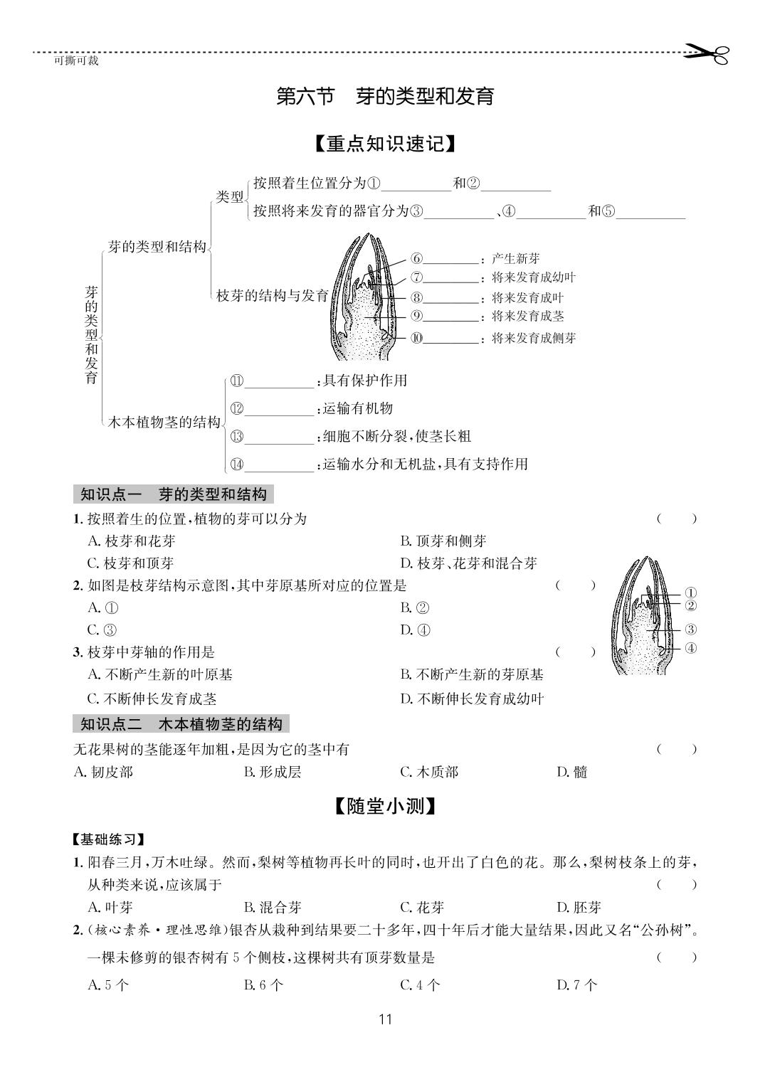 06 第一章第六节 芽的类型和发育-【一课通】2022-2023学年八年级全一册生物随堂小练习(济南版)