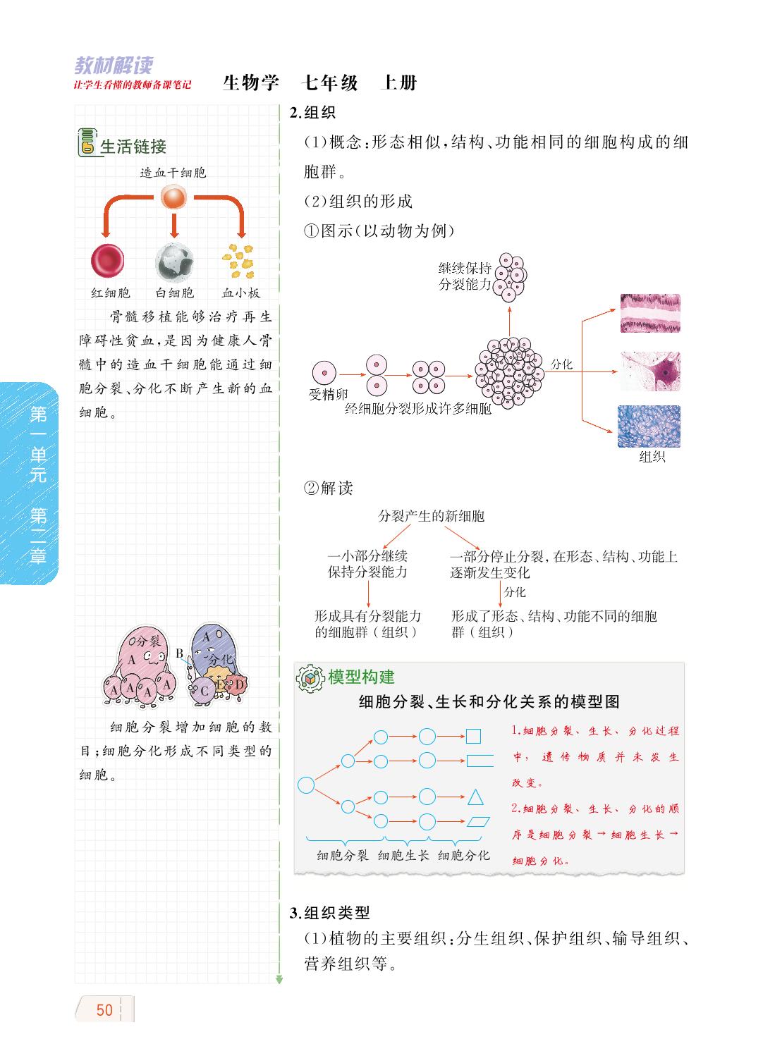 1.2.2 细胞的分裂与分化-【教材解读】2023秋七年级上册初一生物（济南版)