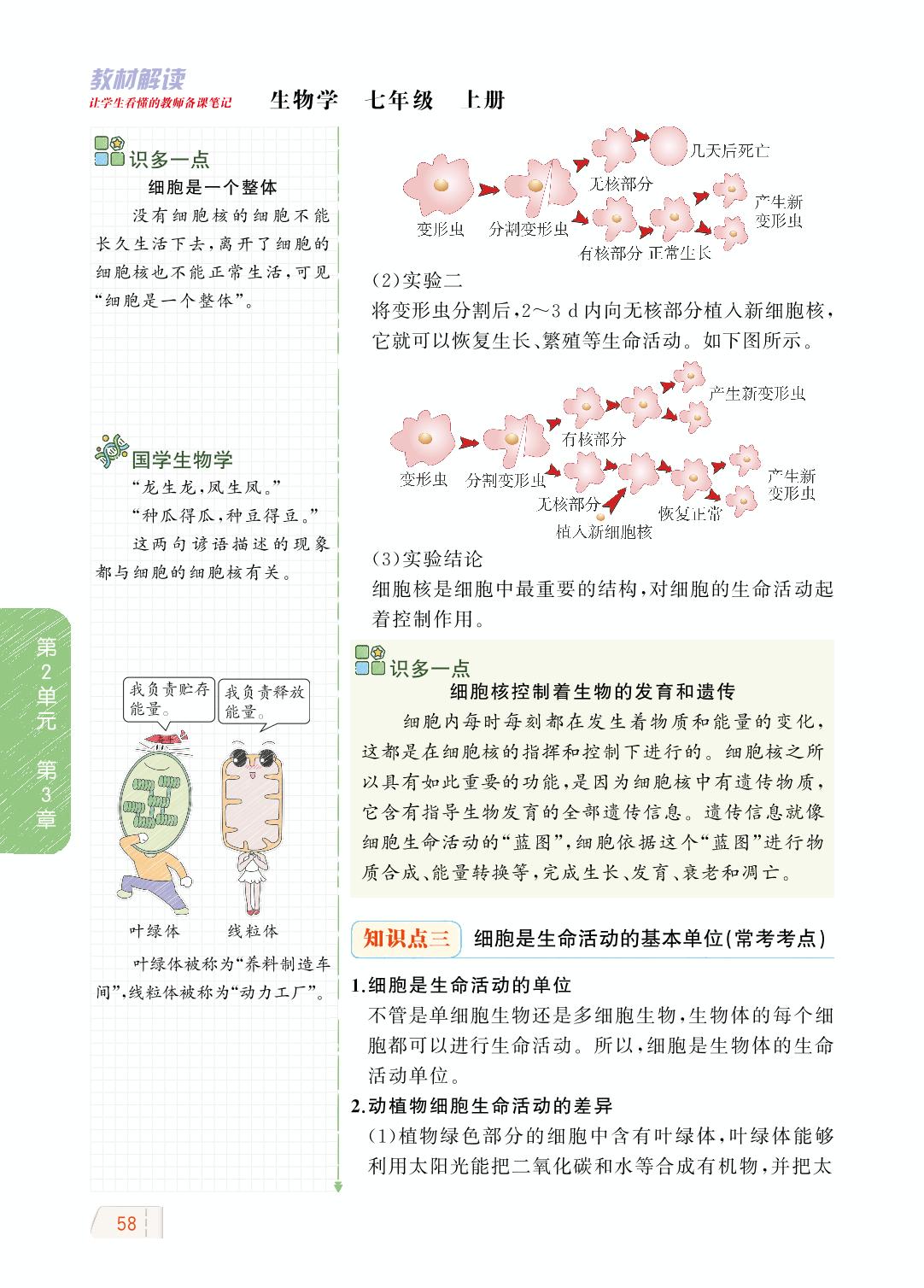 2.3.2 细胞是生命活动的单位-【教材解读】2023秋七年级上册初一生物（北师大版)