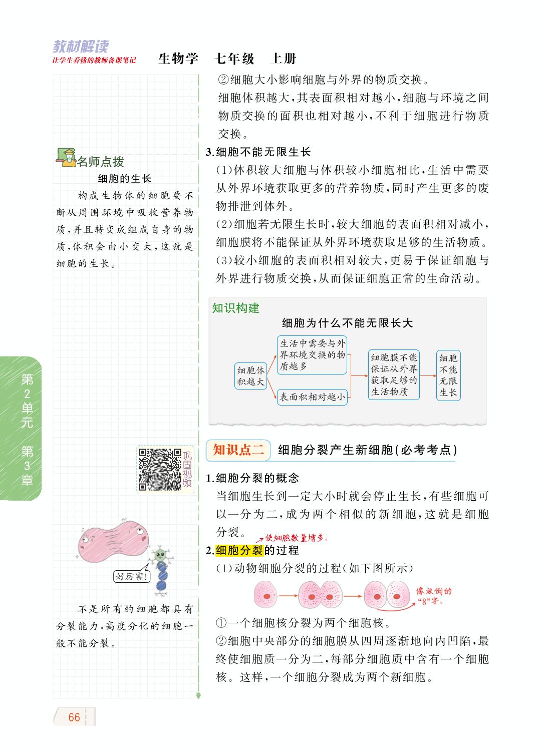 2.3.3 细胞通过分裂而增殖-【教材解读】2023秋七年级上册初一生物（北师大版)