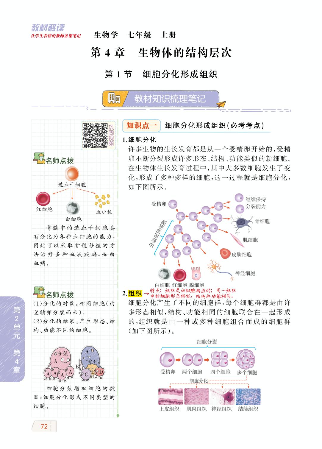 2.4.1 细胞分化形成组织-【教材解读】2023秋七年级上册初一生物（北师大版)
