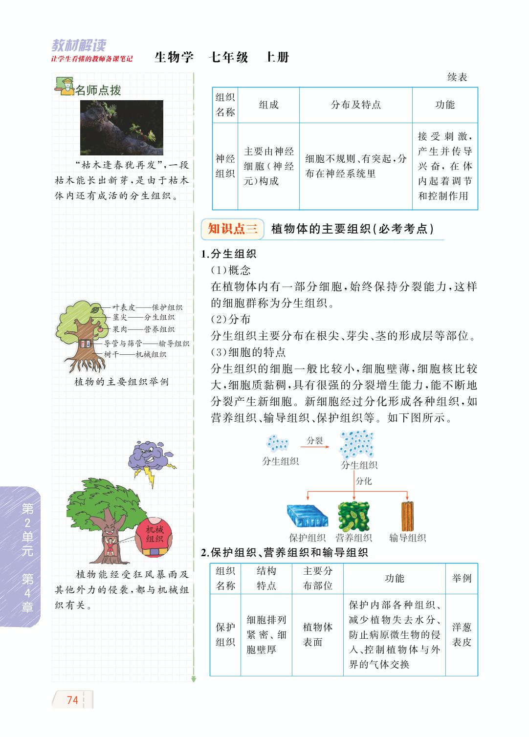 2.4.1 细胞分化形成组织-【教材解读】2023秋七年级上册初一生物（北师大版)