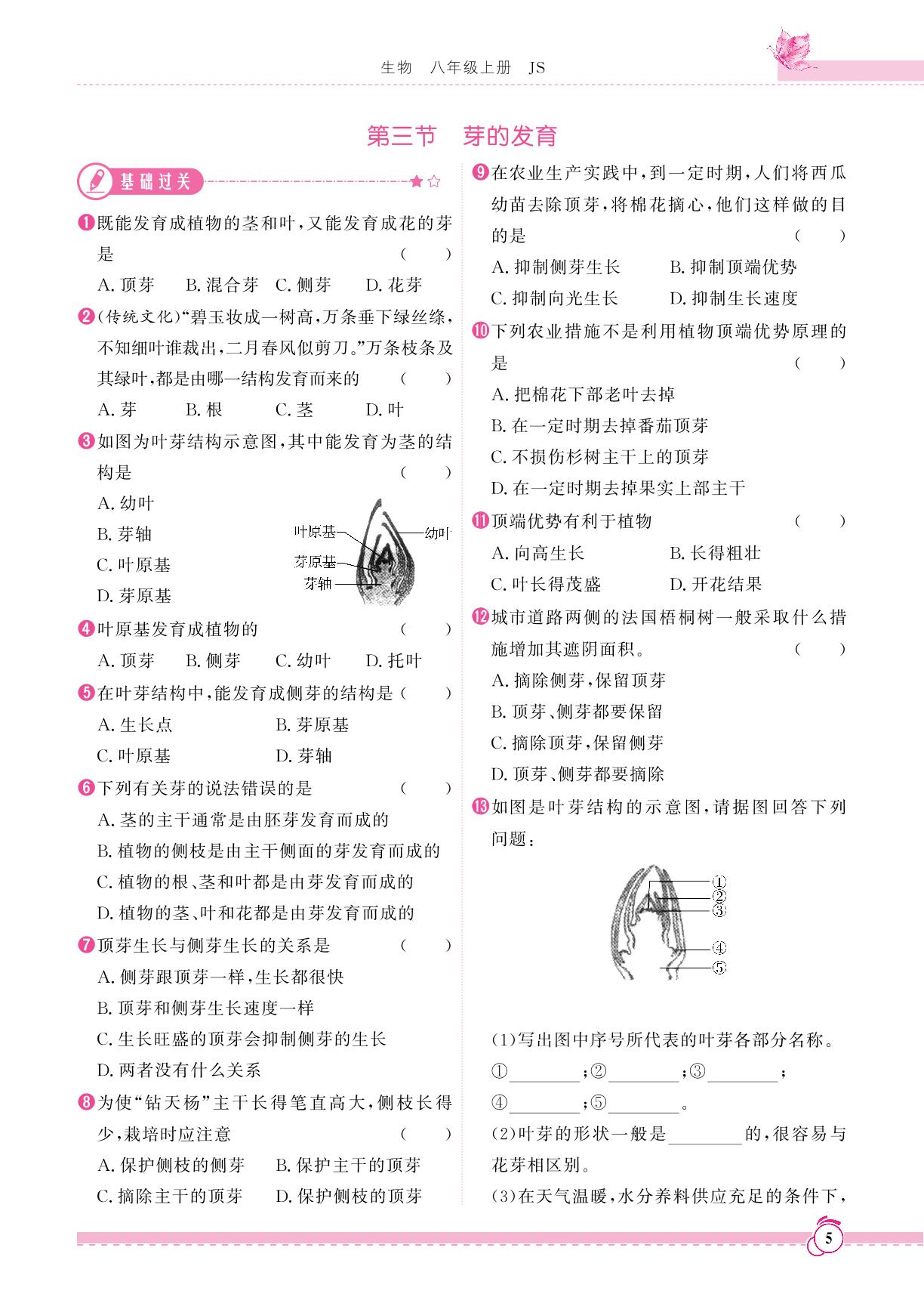 第一章 第三节 芽的发育-【天成导学·金典同步练】2023-2024学年八年级上册生物课时练（冀少版）