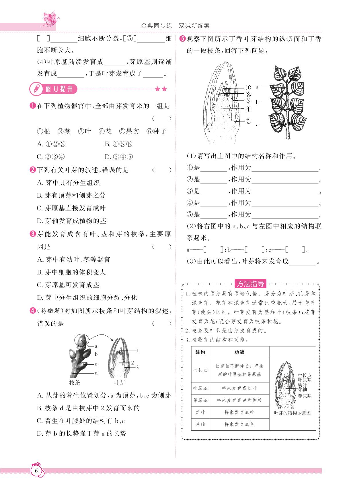 第一章 第三节 芽的发育-【天成导学·金典同步练】2023-2024学年八年级上册生物课时练（冀少版）