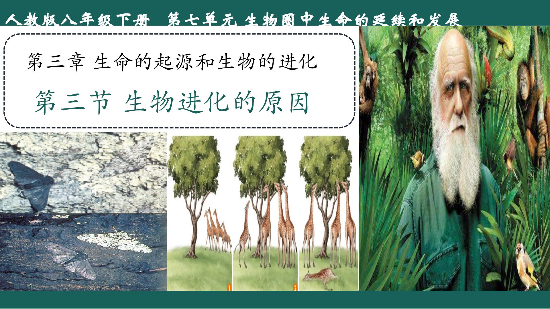 7.3.3 生物进化的原因