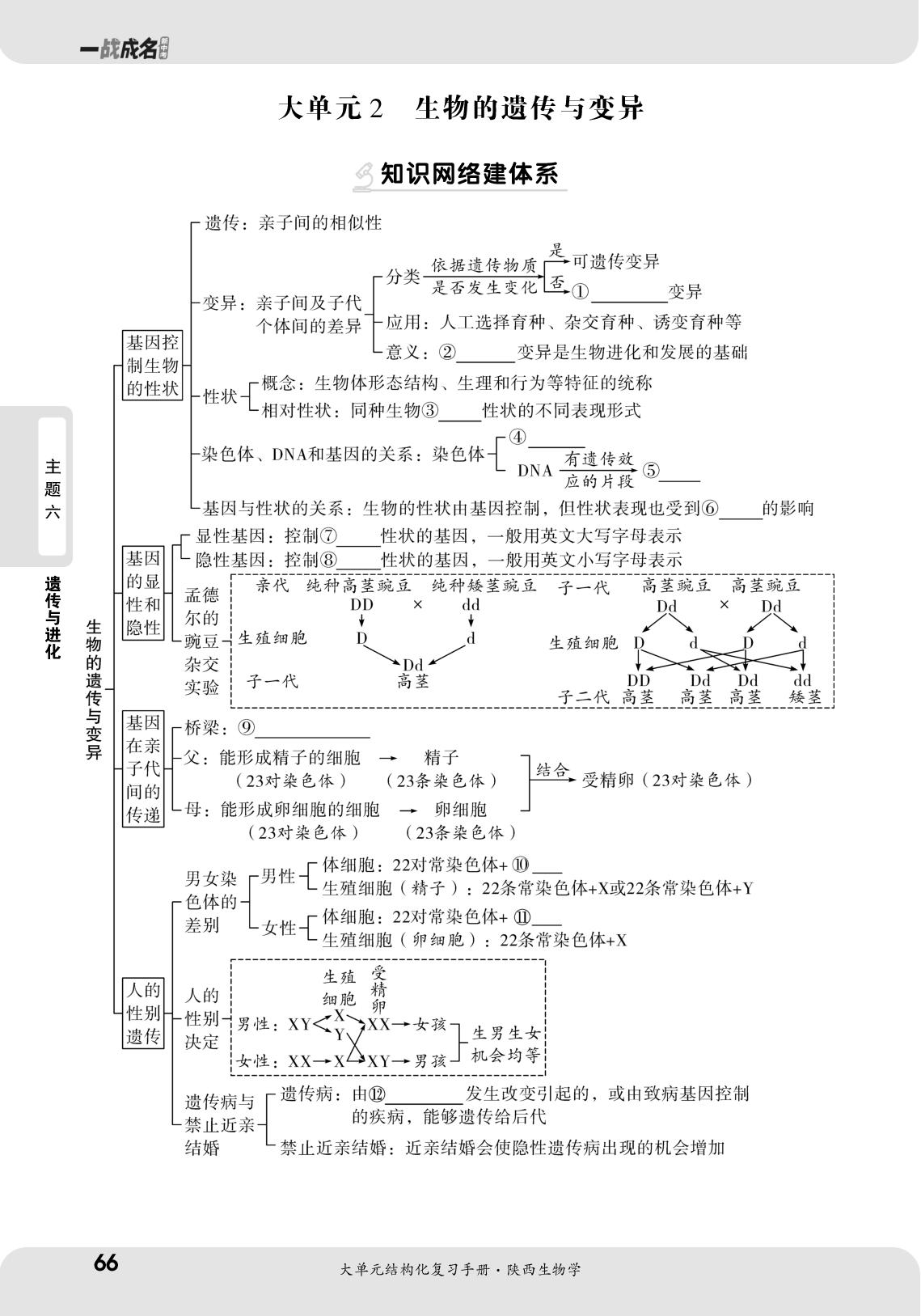 大单元2 生物的遗传与变异 强化巩固练-【一战成名新中考】2025陕西中考生物·大单元结构化复习手册