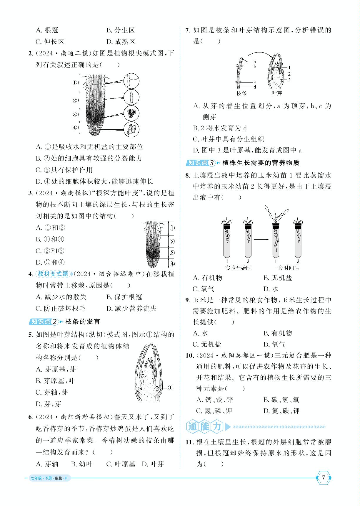 3.1.2 植株的生长-【优+学案】2024-2025学年新教材七年级下册生物课时通(人教版2024)