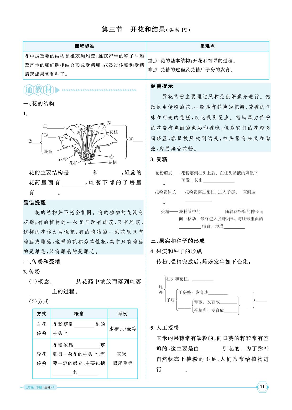 3.1.3 开花和结果-【优+学案】2024-2025学年新教材七年级下册生物课时通(人教版2024)