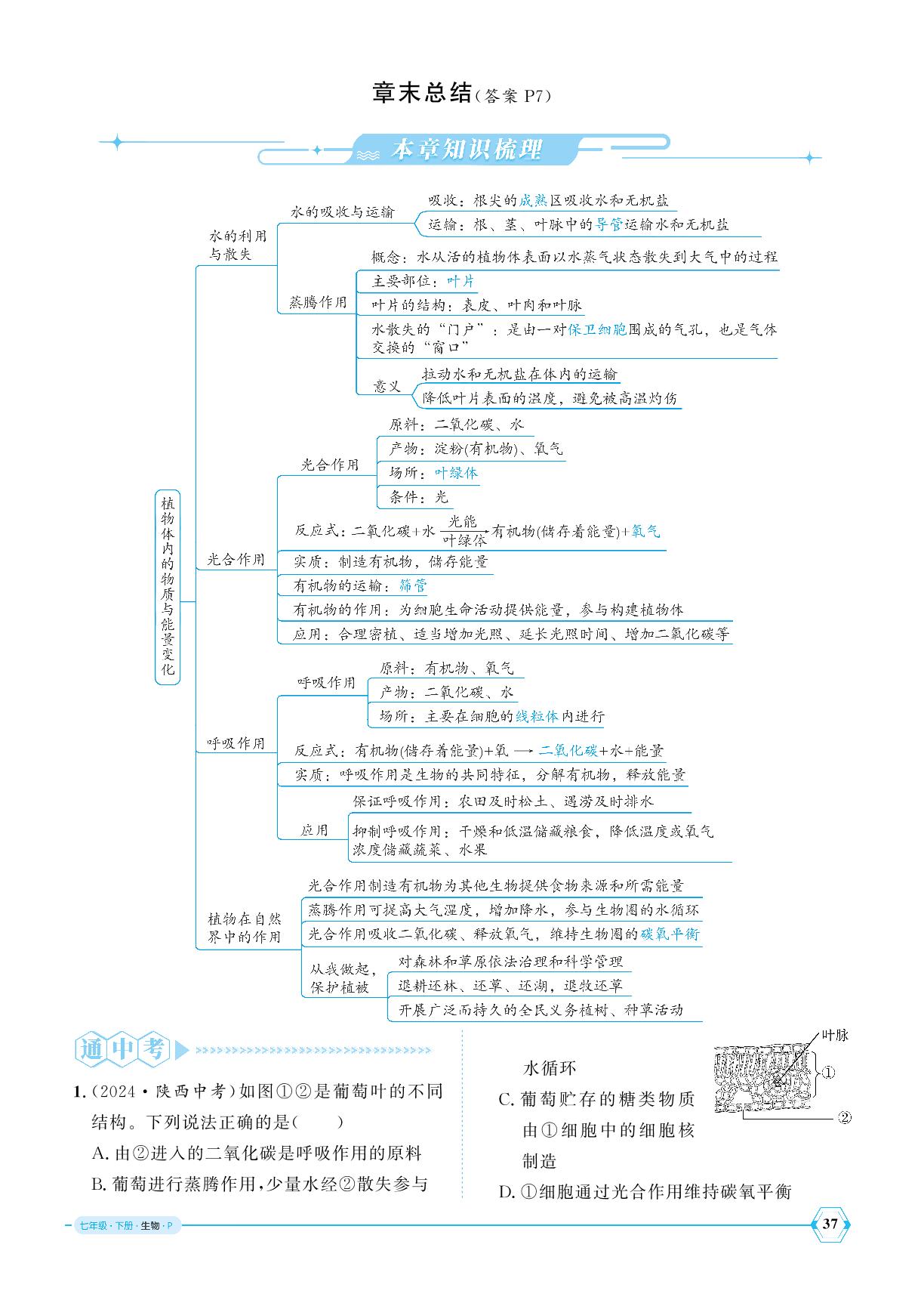 第2章 植物体内的物质与能量变化章末总结-【优+学案】2024-2025学年新教材七年级下册生物课时通(人教版2024)