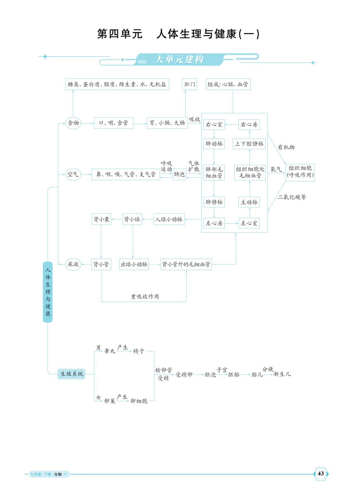 4.1.1 人的生殖-【优+学案】2024-2025学年新教材七年级下册生物课时通(人教版2024)