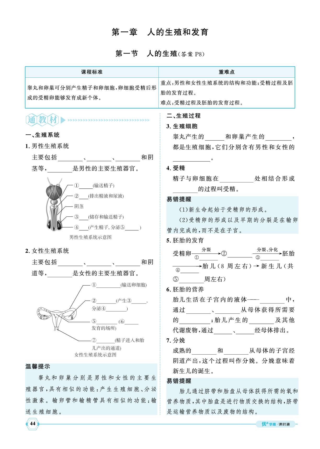4.1.1 人的生殖-【优+学案】2024-2025学年新教材七年级下册生物课时通(人教版2024)