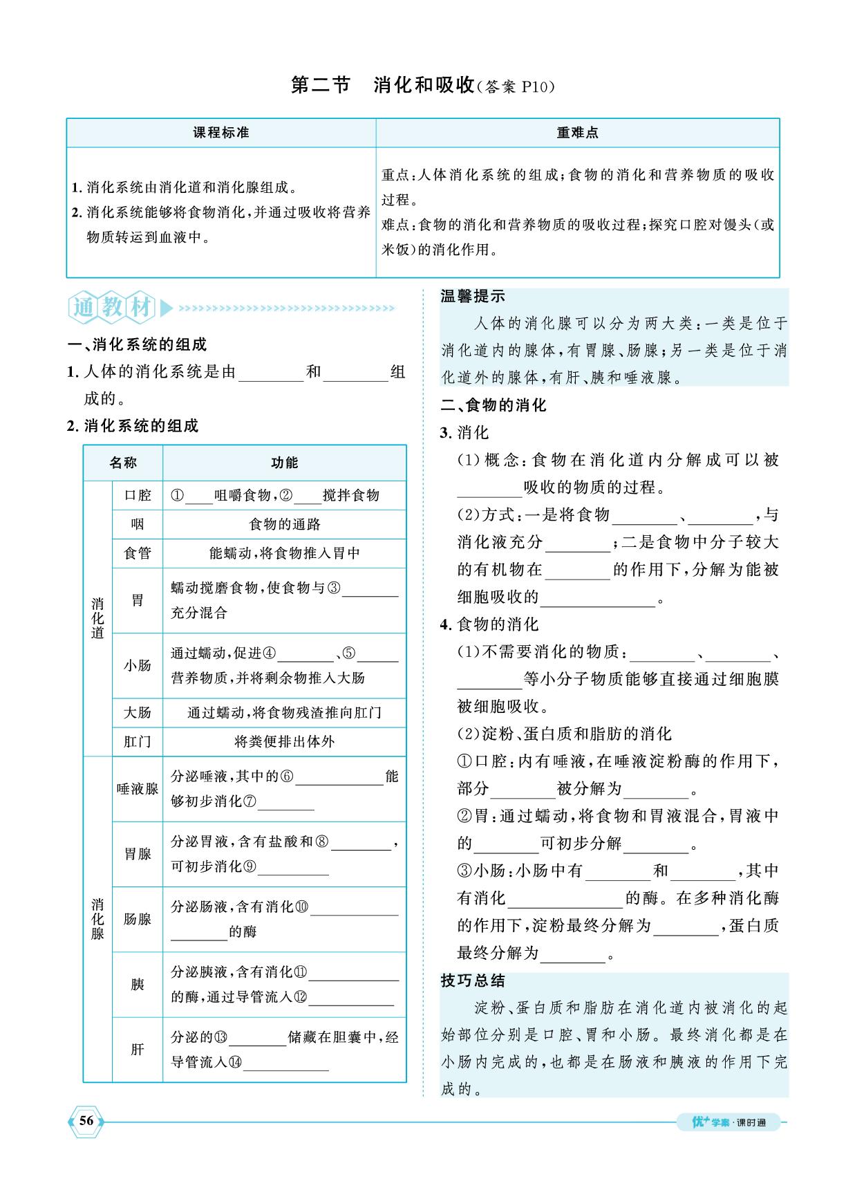 4.2.2 消化和吸收-【优+学案】2024-2025学年新教材七年级下册生物课时通(人教版2024)
