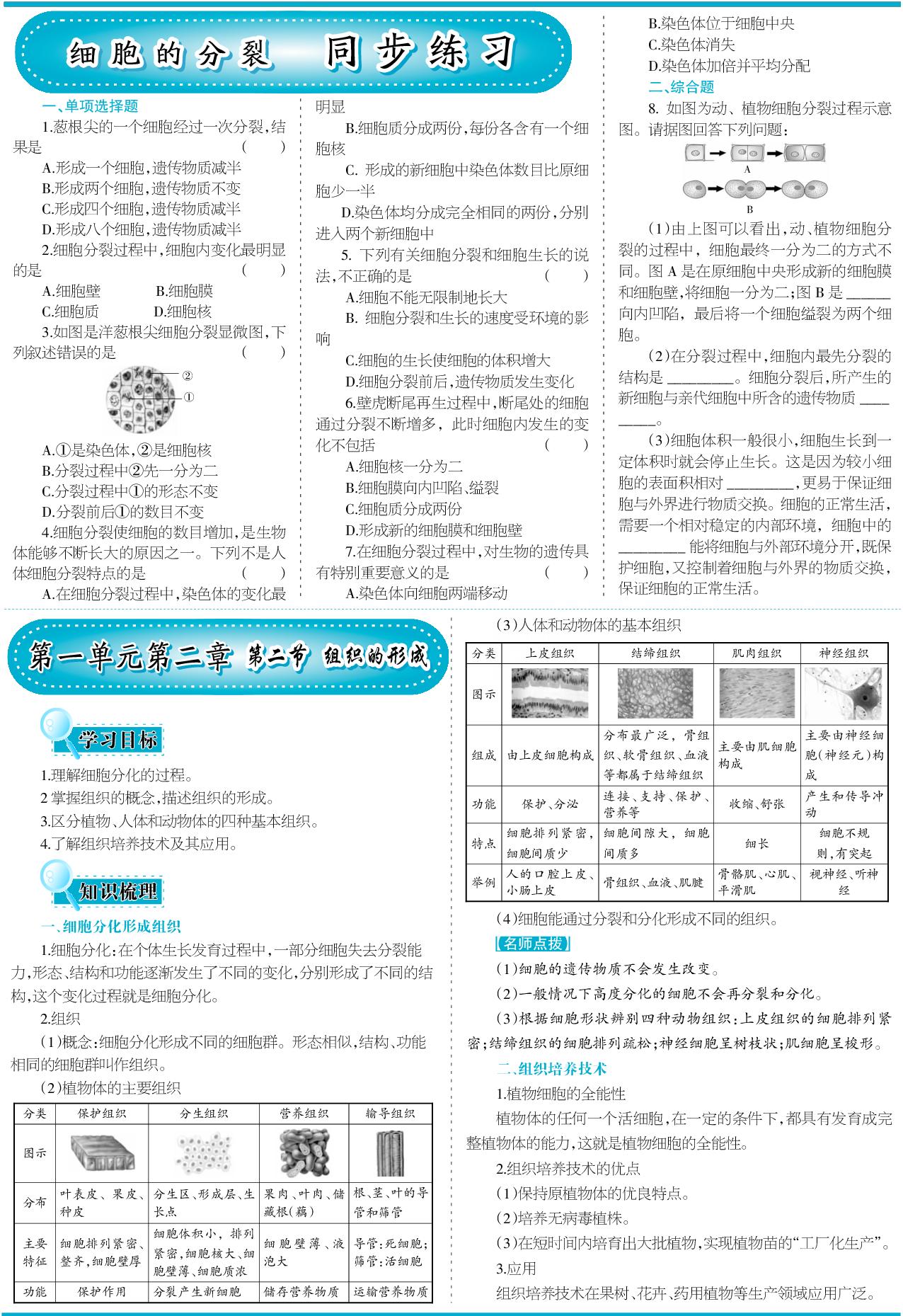 1.2.2 组织的形成（含同步练习）-【少年素质教育报】2025-2026学年新教材七年级上册生物一本通（冀少版2024）