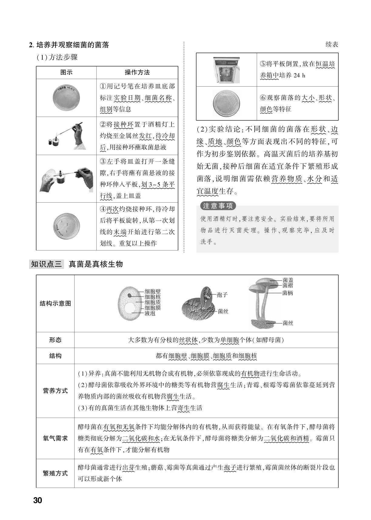 第2单元 第3章 微生物主要包括病毒、细菌和真菌-【中考对策】2026年中考总复习生物（济南版）