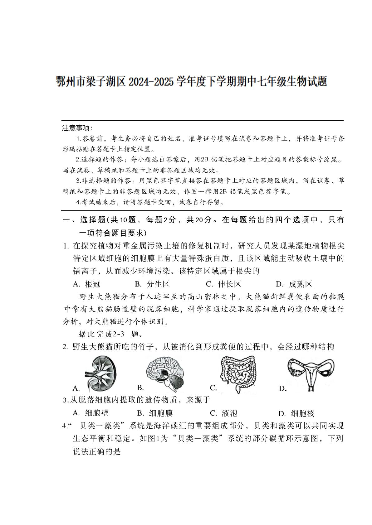 湖北鄂州市梁子湖区太和中学等校2024-2025学年度下学期期中七年级生物试题